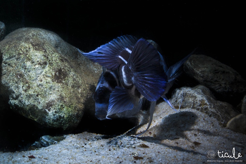 Cyphotilapia gibberosa 'Mtoto'